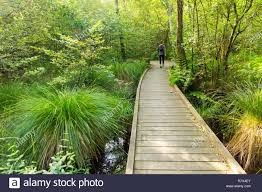 passerelle donnant sur la verdure de la reserve du courant d huchet dans les landes