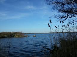 surface du lac de leon pres de l'annexe dans les landes