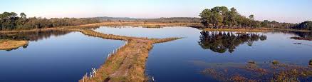 photo d un marecage calme de la reserve du courant d huchet pres de l'Annexe