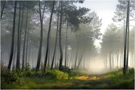 dans les brumes matinales de la foret landaise 