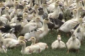 elevage dans la nature de jeune canard de la ferme tenoy